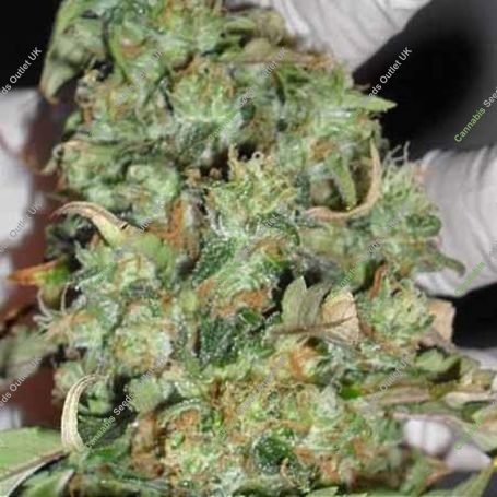 Buzz Light Gear Feminized Marijuana Strain by Dr Krippling For Sale Online at Cannabis Seeds Outlet