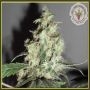 Cheesy Mist Tree Feminized Marijuana Strain by Dr Krippling For Sale Online at Cannabis Seeds Outlet