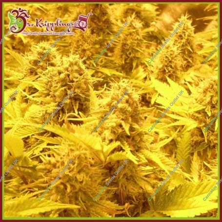 Choc Matic Feminized Marijuana Strain by Dr Krippling For Sale Online at Cannabis Seeds Outlet