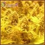 Choc Matic Feminized Marijuana Strain by Dr Krippling For Sale Online at Cannabis Seeds Outlet