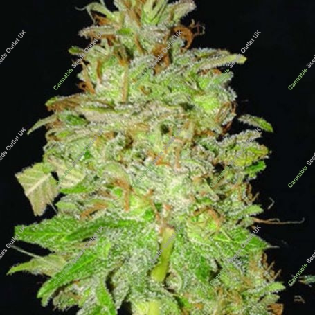 Chocolate Orange Auto Feminized Marijuana Strain by Dr Krippling For Sale Online at Cannabis Seeds Outlet