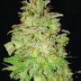 Chocolate Orange Auto Feminized Marijuana Strain by Dr Krippling For Sale Online at Cannabis Seeds Outlet