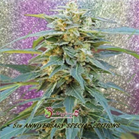 D.K. Won Feminized Marijuana Strain by Dr Krippling For Sale Online at Cannabis Seeds Outlet