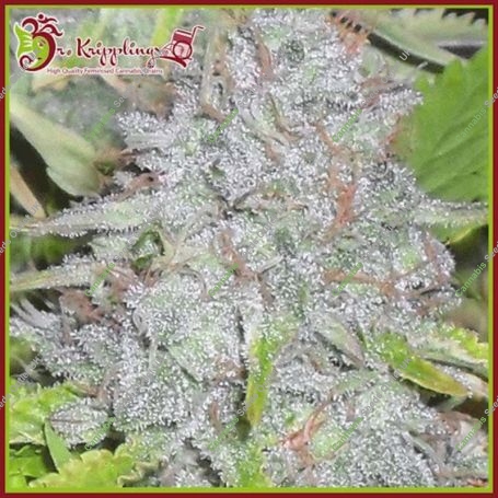 Delhi Friend Feminized Marijuana Strain by Dr Krippling For Sale Online at Cannabis Seeds Outlet
