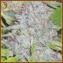 Delhi Friend Feminized Marijuana Strain by Dr Krippling For Sale Online at Cannabis Seeds Outlet