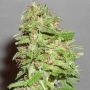 Dizzy Lights Auto Feminized Marijuana Strain by Dr Krippling For Sale Online at Cannabis Seeds Outlet