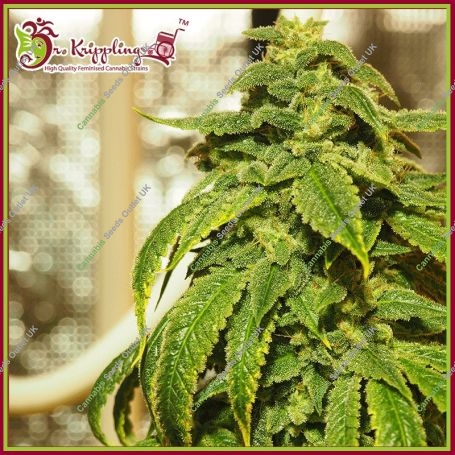 Doh Si Dohpe Feminized Marijuana Strain by Dr Krippling For Sale Online at Cannabis Seeds Outlet