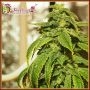 Doh Si Dohpe Feminized Marijuana Strain by Dr Krippling For Sale Online at Cannabis Seeds Outlet