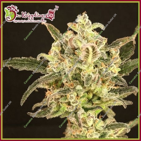Dolly Kush Feminized Marijuana Strain by Dr Krippling For Sale Online at Cannabis Seeds Outlet