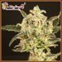 Dolly Kush Feminized Marijuana Strain by Dr Krippling For Sale Online at Cannabis Seeds Outlet