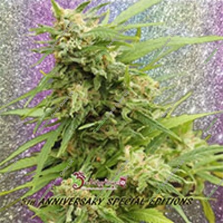 G.H.A. Turbo Diesel Auto Feminized Marijuana Strain by Dr Krippling For Sale Online at Cannabis Seeds Outlet