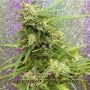 G.H.A. Turbo Diesel Auto Feminized Marijuana Strain by Dr Krippling For Sale Online at Cannabis Seeds Outlet