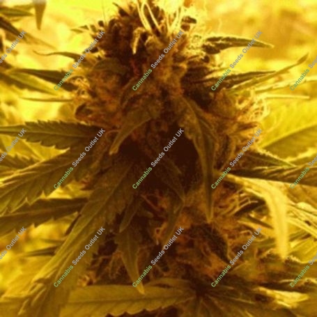 Ganj of New York Feminized Marijuana Strain by Dr Krippling For Sale Online at Cannabis Seeds Outlet