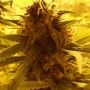 Ganj of New York Feminized Marijuana Strain by Dr Krippling For Sale Online at Cannabis Seeds Outlet