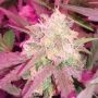 Ganj-nam Style Feminized Marijuana Strain by Dr Krippling For Sale Online at Cannabis Seeds Outlet