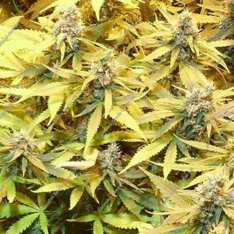 Gelato Cookie DOh-ope Auto Feminized Marijuana Strain by Dr Krippling For Sale Online at Cannabis Seeds Outlet