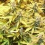 Gelato Cookie DOh-ope Auto Feminized Marijuana Strain by Dr Krippling For Sale Online at Cannabis Seeds Outlet