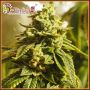 Glue Kripple Female Dr Krippling Cannabis Seeds