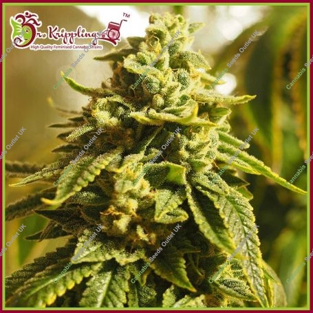 Glue Kripple Feminized Marijuana Strain by Dr Krippling For Sale Online at Cannabis Seeds Outlet