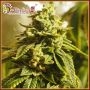 Glue Kripple Feminized Marijuana Strain by Dr Krippling For Sale Online at Cannabis Seeds Outlet