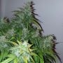 Gorilla Infested Gelato Auto Feminized Marijuana Strain by Dr Krippling For Sale Online at Cannabis Seeds Outlet