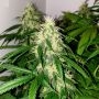 Grand Heft Auto Feminized Marijuana Strain by Dr Krippling For Sale Online at Cannabis Seeds Outlet