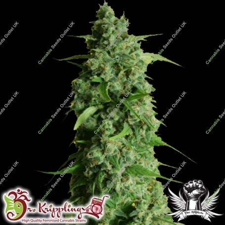 Guys Girl Scout Cookie Glue Auto Feminized Marijuana Strain by Dr Krippling For Sale Online at Cannabis Seeds Outlet