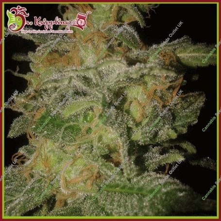 Incredible Bulk Auto Feminized Marijuana Strain by Dr Krippling For Sale Online at Cannabis Seeds Outlet