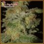 Incredible Bulk Auto Feminized Marijuana Strain by Dr Krippling For Sale Online at Cannabis Seeds Outlet