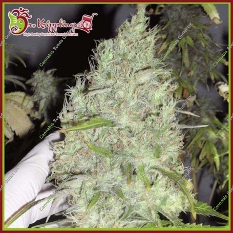 Incredible Bulk Feminized Marijuana Strain by Dr Krippling For Sale Online at Cannabis Seeds Outlet