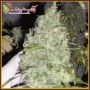 Incredible Bulk Feminized Marijuana Strain by Dr Krippling For Sale Online at Cannabis Seeds Outlet