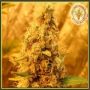 Jack Mist Tree Female Dr Krippling Cannabis Seeds