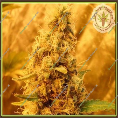 Jack Mist Tree Feminized Marijuana Strain by Dr Krippling For Sale Online at Cannabis Seeds Outlet