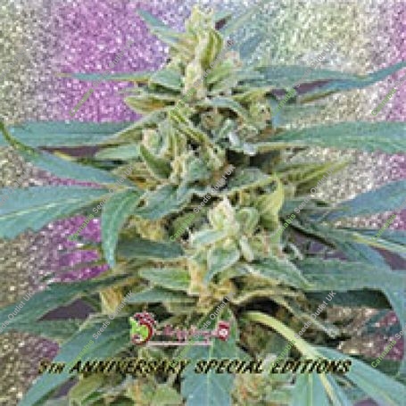 Jammy Auto Feminized Marijuana Strain by Dr Krippling For Sale Online at Cannabis Seeds Outlet