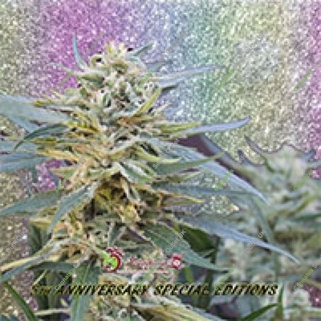Jamnesia Haze Feminized Marijuana Strain by Dr Krippling For Sale Online at Cannabis Seeds Outlet