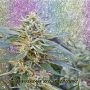 Jamnesia Haze Feminized Marijuana Strain by Dr Krippling For Sale Online at Cannabis Seeds Outlet