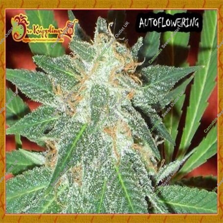 Jumping BLACK Dash Auto Feminized Marijuana Strain by Dr Krippling For Sale Online at Cannabis Seeds Outlet