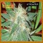 Jumping BLACK Dash Auto Feminized Marijuana Strain by Dr Krippling For Sale Online at Cannabis Seeds Outlet