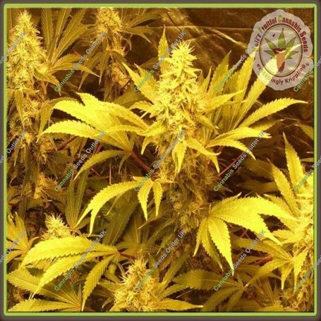Kali and the Chocolate Factory Feminized Marijuana Strain by Dr Krippling For Sale Online at Cannabis Seeds Outlet