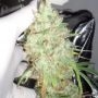 Kalis Lullaby Feminized Marijuana Strain by Dr Krippling For Sale Online at Cannabis Seeds Outlet