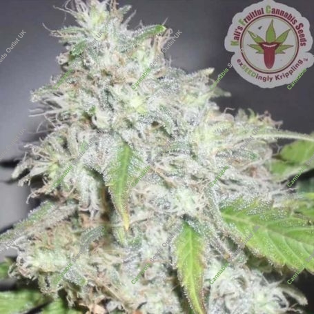 Kalis Marijuana Strain by Dr Krippling For Sale Online at Cannabis Seeds Outlet