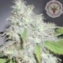 Kalis Marijuana Strain by Dr Krippling For Sale Online at Cannabis Seeds Outlet
