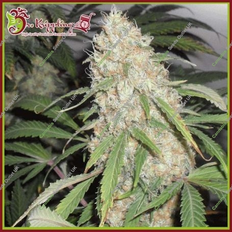 Kripple Roulette Feminized Marijuana Strain by Dr Krippling For Sale Online at Cannabis Seeds Outlet