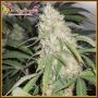 Kripple Roulette Feminized Marijuana Strain by Dr Krippling For Sale Online at Cannabis Seeds Outlet