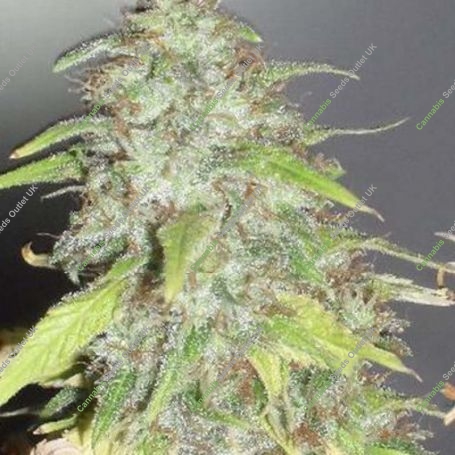 Kripple Shock Feminized Marijuana Strain by Dr Krippling For Sale Online at Cannabis Seeds Outlet