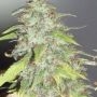 Kripple Shock Feminized Marijuana Strain by Dr Krippling For Sale Online at Cannabis Seeds Outlet