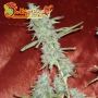 Krippleberry Female Dr Krippling Cannabis Seeds