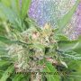 Kripplicious Female Dr Krippling Cannabis Seeds