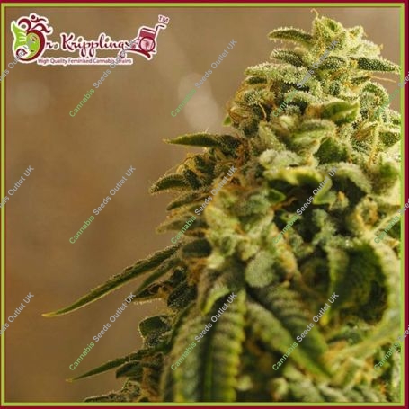 Kripplings Gelato Feminized Marijuana Strain by Dr Krippling For Sale Online at Cannabis Seeds Outlet