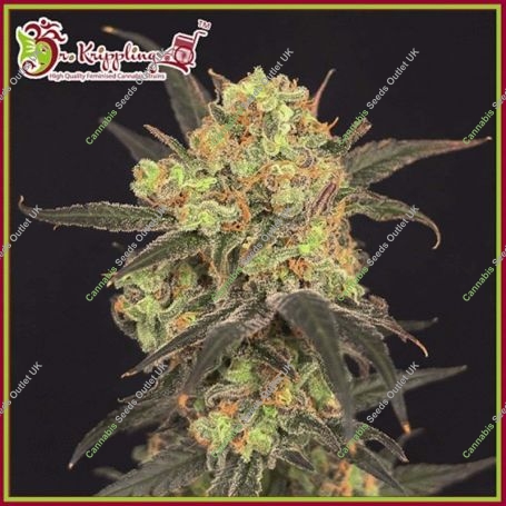 Leisure Zoot Larry Feminized Marijuana Strain by Dr Krippling For Sale Online at Cannabis Seeds Outlet